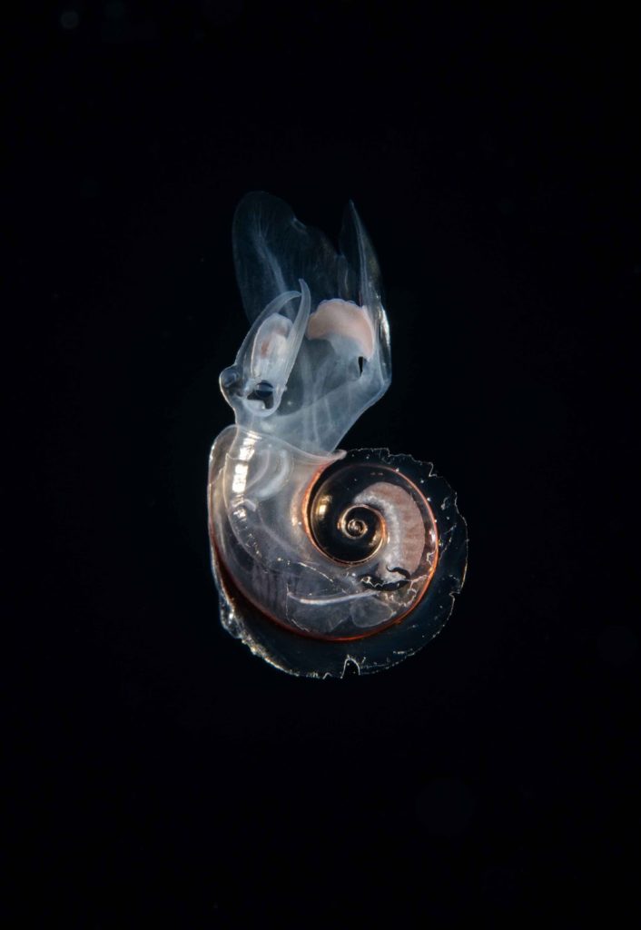 translucent sea shell creature