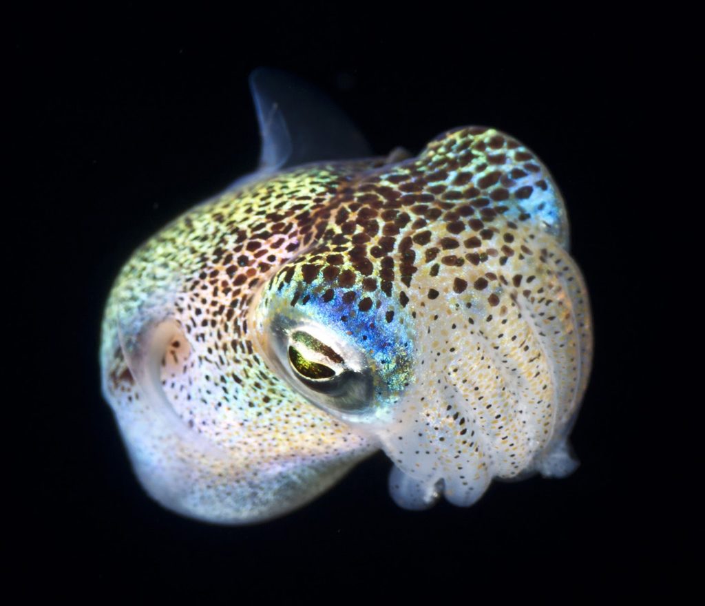 tiny bobtail squid swimming in the Black Sea water at night