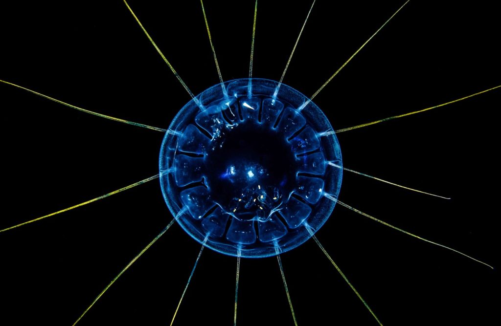 radial view of a sea jelly